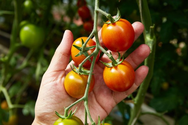 Le guide complet sur la culture des tomates : De la plantation à la récolte